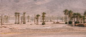 Desert landscape with scattered palm trees and mountain in background